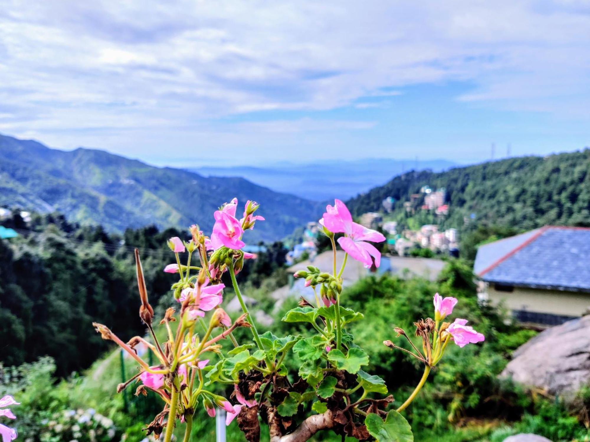 Utopia Hostels Dharamkot Mcleodganj Dharamshala Eksteriør billede